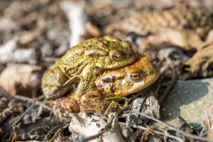 No People Water Body Image Drucke: Common toads (Bufo bufo) in mating
