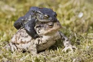 True Toads In Nature Drucke: Common toads (Bufo bufo), mating