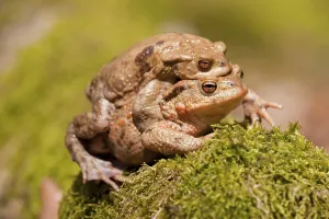 Animal Pair Copulation Drucke: Common Toads (Bufo bufo), mating