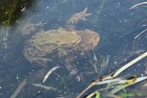 Bufo Bufo Reproduction Drucke: Common toads (Bufo bufo), mating