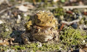 Bufo Bufo Reproduction Drucke: Common toads (Bufo bufo) in mating