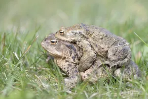 Full Body Length Couple Drucke: Common toads (Bufo bufo), migrating