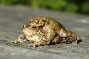 Amphibian Mating Season Drucke: Two Common toads (Bufo bufo), pair