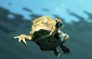 Amphibian Wildlife Images Drucke: Common Toads (Bufo bufo), pair