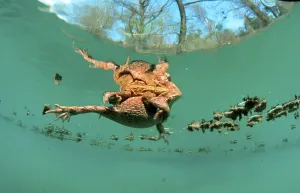 Wetland Landscape Germany Drucke: Common toads (Bufo bufo), pair