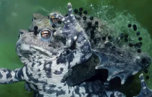 Underwater Wildlife Images Drucke: Common Toads (Bufo bufo), pair