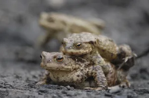 Wild Animal Pair Drucke: Common Toads (Bufo bufo), pair migrating to spawning grounds