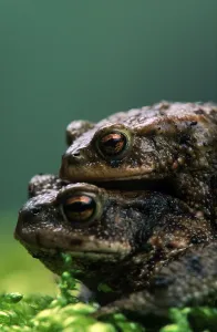 Common Toad Mating Drucke: Common toads (Bufo bufo), pair at spawning time
