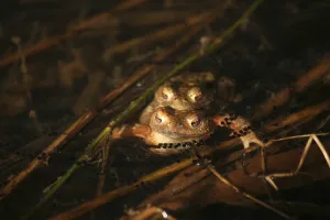 Bufo Bufo Reproduction Drucke: Two common toads (Bufo bufo) with spawn in a pond