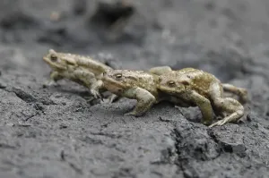 Empty German Countryside Scenes Drucke: Common Toads (Bufo bufo), toad migration to spawning grounds