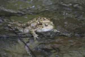 Common Toad Mating Drucke: Common toads mating