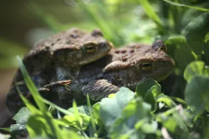 Amphibian Courtship Behavior Drucke: Two common toads mating