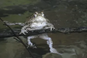 Common Toad Mating Drucke: Common toads mating