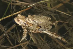 Common Toad Mating Drucke: Common toads mating