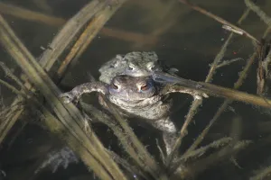 Wild Animal Mating Behavior Drucke: Common toads mating