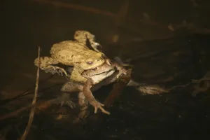 Batrachian Mating Season Drucke: Common toads mating