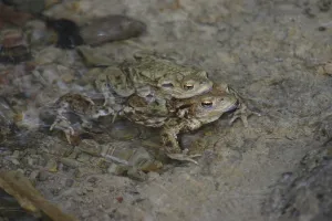 Batrachian Social Behavior Drucke: Common toads mating