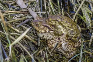 Amphibian Mating Season Drucke: Common toads mating (Bufo bufo)