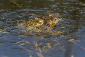 Bufo Bufo Reproduction Drucke: Common toads mating (Bufo bufo)