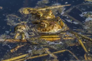 Amphibian Mating Season Drucke: Common toads mating (Bufo bufo)