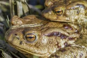 Amphibian Mating Season Drucke: Common toads mating (Bufo bufo)