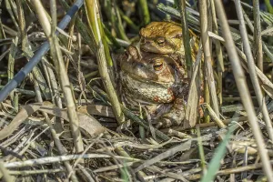 Wildlife Mating Behavior Drucke: Common toads mating (Bufo bufo)