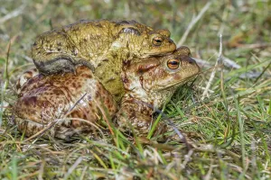 Bufo Bufo Reproduction Drucke: Common toads mating (Bufo bufo)