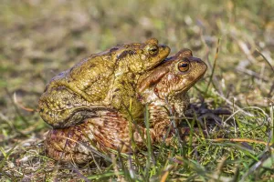 Mating Season Wildlife Drucke: Common toads mating (Bufo bufo)