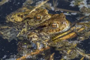 Bufo Bufo Reproduction Drucke: Common toads mating (Bufo bufo)