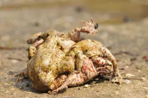 Batrachian Mating Season Drucke: Common Toads migration to the spawning season in spring