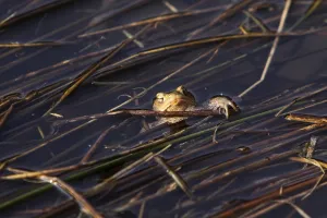 Wild Animals In Natural Environments Drucke: Common toads in their spawning waters