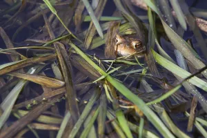 Amphibian Courtship Display Drucke: Common toads in their spawning waters