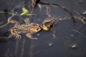 Batrachian Mating Season Drucke: Common toads in their spawning waters