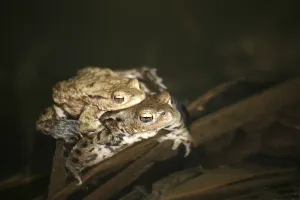 Amphibian Reproduction Drucke: Two common toads in their spawning waters