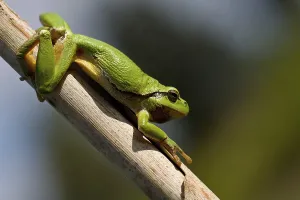 Batrachian Wildlife Drucke: common tree frog