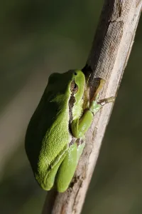 Batrachian Wildlife Drucke: common tree frog