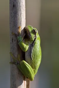 True Frogs Habitat Drucke: common tree frog