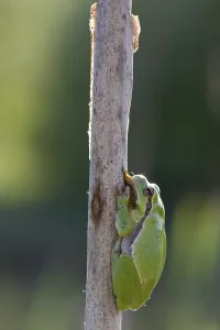 Atmospheric Wildlife Photography Drucke: common tree frog in the backlight