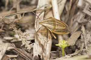 Shield Bug Drucke: Conebug, Cereal Conebug, Conebug