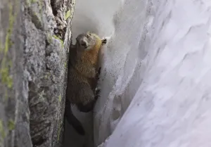 South Tyrol Wildlife Drucke: Constricting