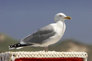Charadriiformes Bird Photography Drucke: Everything under control