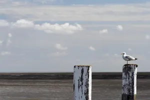 Wading Bird Landscape Photo Drucke: Everything under control