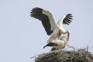 Spread Wing Bird Photography Drucke: Copulation of storks
