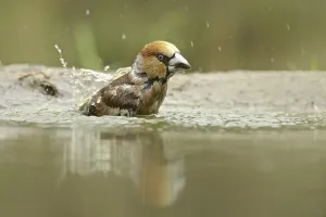 Wildlife Fauna In Natural Environment Drucke: Core Biter