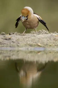 Natural Wildlife Habitats Drucke: Core Biter