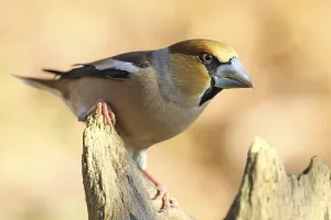 Finch Wildlife Images Drucke: Core Biter