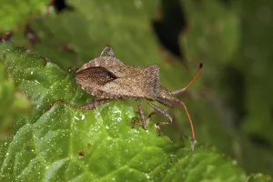 Coreus Marginatus Drucke: Coreus marginatus, leather bug, dock bug