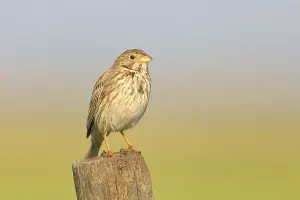 Austrian Fauna Photos Drucke: Corn Bunting (Emberiza calandra)