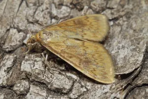 Wildlife Fauna In Nature Drucke: Corn worm