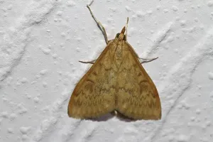 Snout Moth Species Drucke: Corn worm